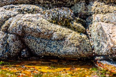Tuzlu su birikintilerinin yakınındaki gelgitte kayaların üzerinde açıkta kalan midyeler.