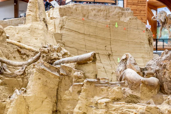 Hot Springs, Dakota do Sul 10.2021: ossos escavados no local da escavação de Mamute causados por um buraco de pia desmoronado — Fotografia de Stock