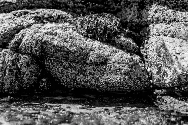 Teritip di atas batu saat pasang surut di dekat kolam air asin — Stok Foto