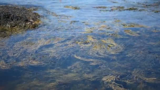 Algas marinhas balançando em piscinas de maré ao longo do mar em frente ao Wonderland Trail Acadia National Park — Vídeo de Stock