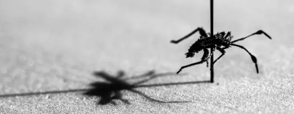 Macro épinglée d'une nymphe de punaise de courge dans une collection d'entomologie d'insectes — Photo