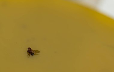 Yapışkan kağıt tuzağına yakalanmış tek bir meyve sineğinin makrosu.