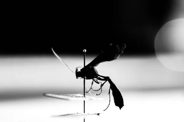Pinned ichneumon wasp specimen in an entomology insect collection — Foto de Stock