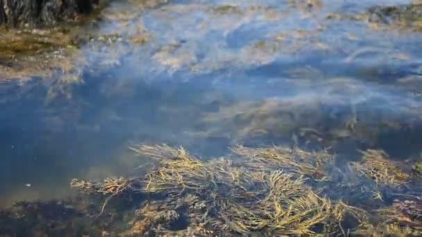 Kołyszące się wodorosty w basenach pływowych wzdłuż wybrzeża Wonderland Trail Acadia National Park — Wideo stockowe
