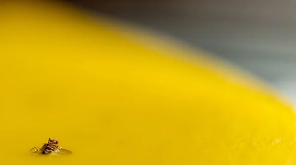 Macro de uma única mosca de frutas capturada em uma armadilha de papel pegajoso — Fotografia de Stock