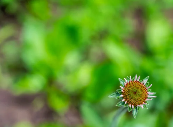 선택적 인 초점은 녹색 스프링 백 그라운드에 대 한 발육 이 저하 된 보라색 coneflower 에 초점을 맞추고 — 스톡 사진