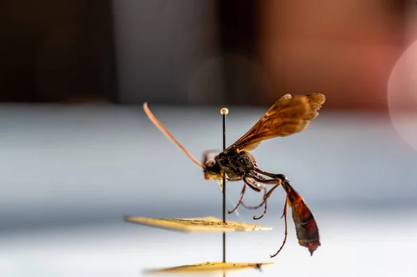 Pinned ichneumon wasp specimen in an entomology insect collection — Foto de Stock