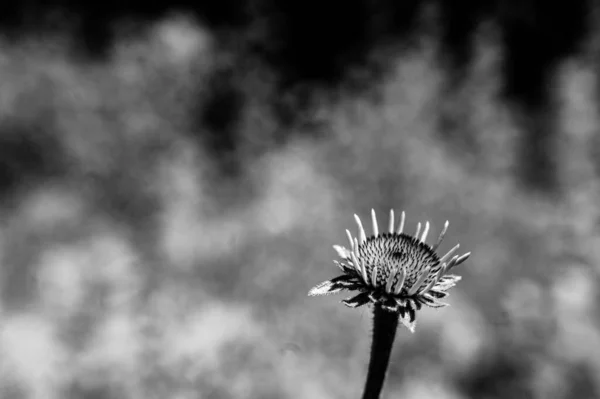 Foco seletivo em coneflower roxo atrofiado contra um pano de fundo de primavera verde — Fotografia de Stock