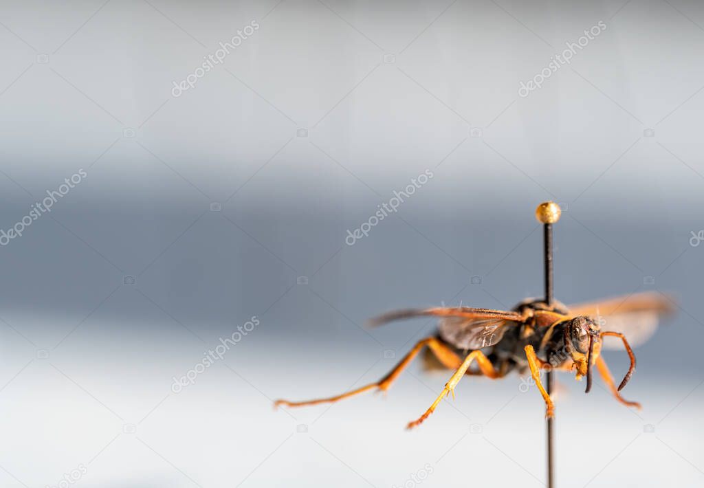 Selective focus on pinned paper wasp insect suspended over a blank surface.