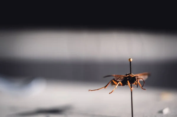 Selective focus on pinned paper wasp insect suspended over a blank surface. — Stock Photo, Image