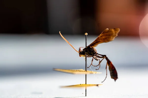 Spécimen de guêpe ichneumon épinglé dans une collection d'insectes entomologiques — Photo
