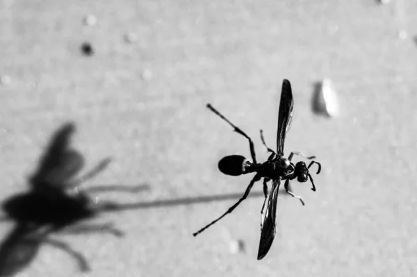 Foco seletivo em inseto de vespa de papel fixado suspenso sobre uma superfície em branco. — Fotografia de Stock