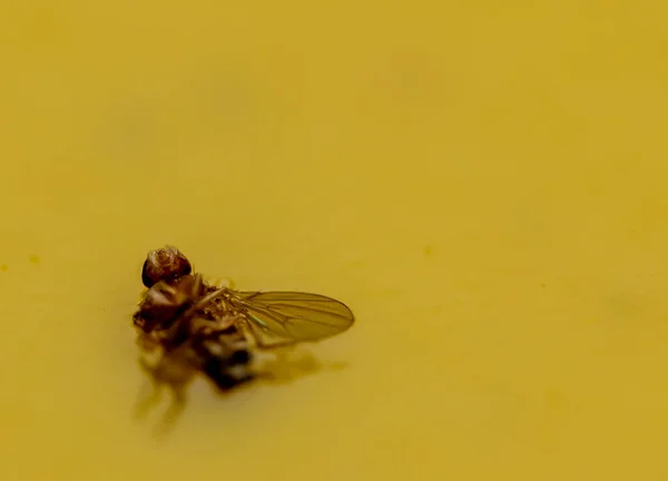 Makro pojedynczej muchy owocowej złapanej w kleistą pułapkę na papier — Zdjęcie stockowe