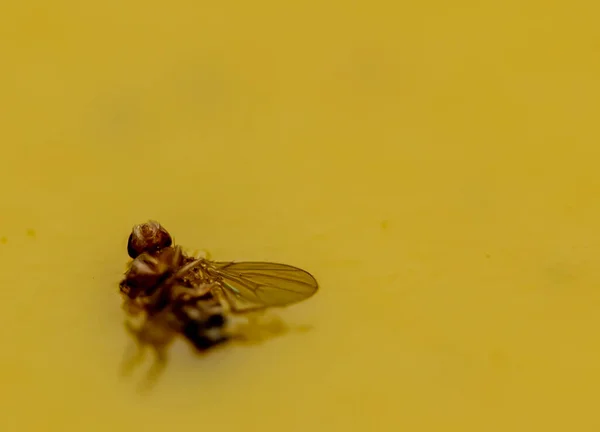 Macro de uma única mosca de frutas capturada em uma armadilha de papel pegajoso — Fotografia de Stock