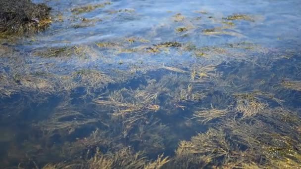 Acadia Ulusal Parkı 'nın okyanus kıyısındaki gelgit havuzlarında deniz yosunu sallıyor. — Stok video