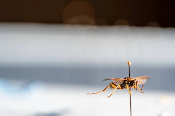Szelektív összpontosítás tűlevelű papír darázs rovar felfüggesztett egy üres felületen. — Stock Fotó