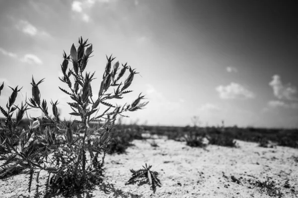 Bractless Stickleaf planta en tierra seca arenosa adyacente a Monument Rocks en Kansas — Foto de Stock