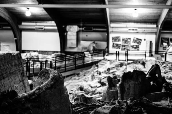 Горячие источники, Южная Дакота -10.2021: кости, найденные на месте раскопок Мамонта, вызванных разрушенной раковиной — стоковое фото