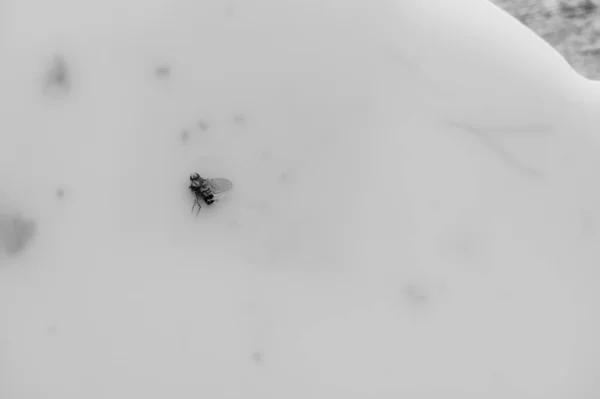 Makro einer einzigen Fruchtfliege in einer klebrigen Papierfalle gefangen — Stockfoto