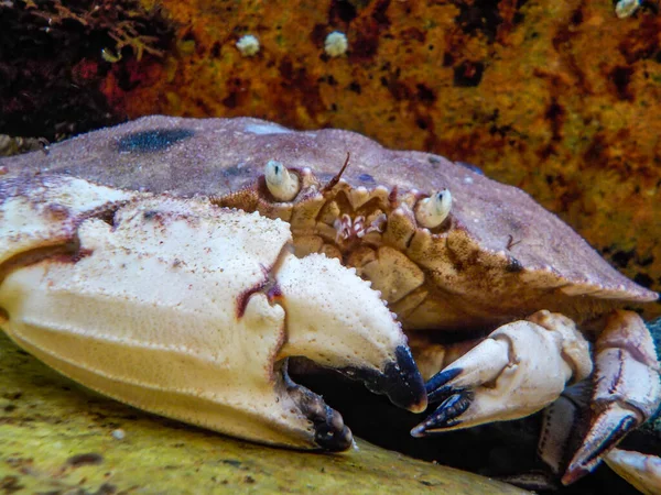 Closeup of a Jonah crab hiding between rocks in a tide pool off the coast of Maine — Stock Fotó