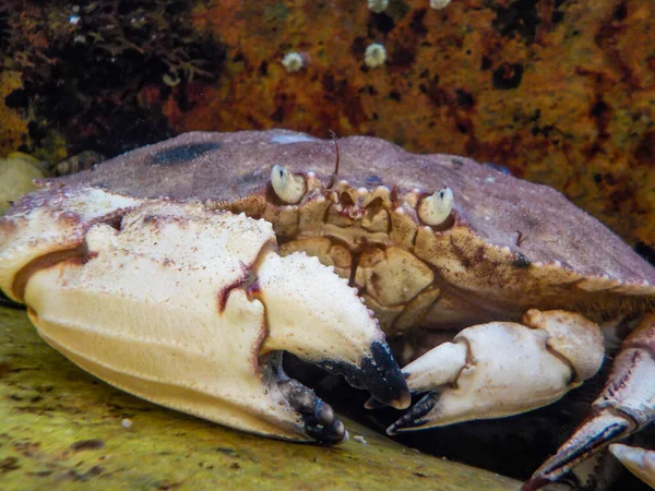 Closeup of a Jonah crab hiding between rocks in a tide pool off the coast of Maine — Stock Fotó