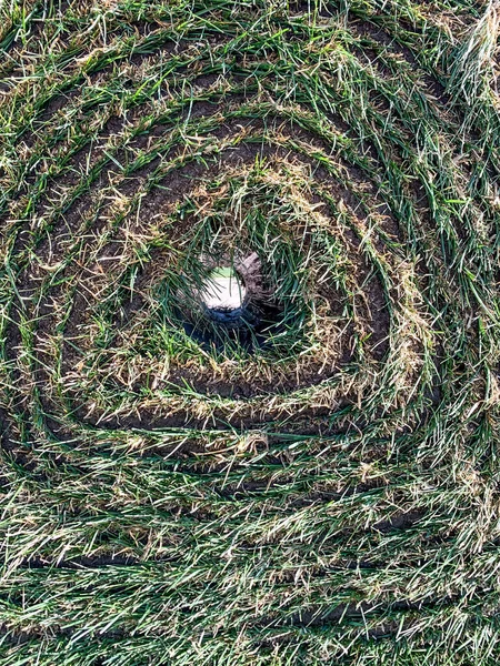 Looking through the hollow center of a roll of grass sod. — Zdjęcie stockowe