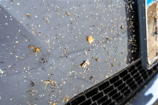 Selektiver Fokus auf tote Käfer, die auf den Kühlergrill und die Platten eines Fahrzeugs gespritzt werden — Stockfoto