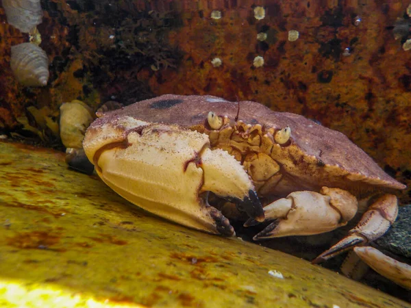 Closeup of a Jonah crab hiding between rocks in a tide pool off the coast of Maine — Stock Photo, Image