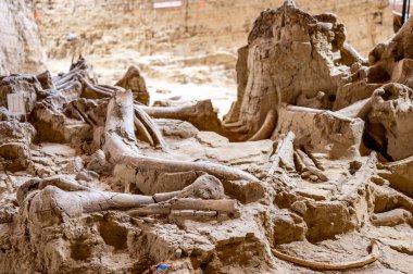 Hot Springs, Güney Dakota - 10.2021: Çökmüş bir lavabo deliğinin sebep olduğu kazı alanında kemikler bulundu