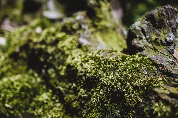 Bir parça yosun, bulanık orman zeminli hem sporofit hem de gametophyte gösteriyor.