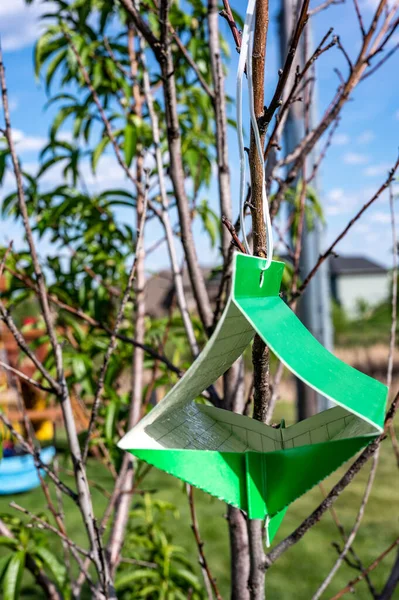 Trampa pegajosa de polilla de árbol frutal con señuelo de feromonas para monitorear infestaciones de insectos adultos —  Fotos de Stock