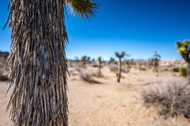 Çölde yaşayan Joshua Tree 'nin kabuğu üzerine seçici bir odaklanma..
