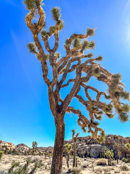 Lone Joshua Tree mot en blå himmel i nasjonalparken og ørkenbakgrunn – stockfoto