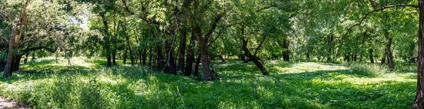 Panoramic view of a wooded timber located in low lands along a river — Stock Photo, Image