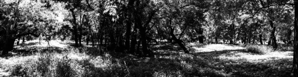 Vue panoramique d'un bois boisé situé dans des basses terres le long d'une rivière — Photo