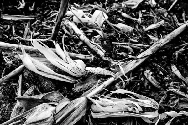 Ladang jagung setelah panen dengan stover menabur di atas tanah yang terpisah. — Stok Foto