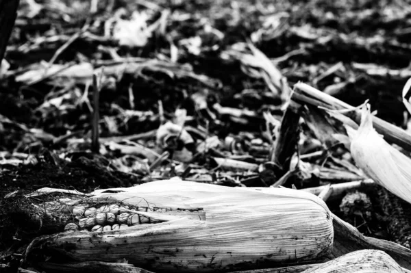 Corn cob missed during combining that was left in the field after harvesting. — Stock Photo, Image