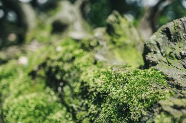 Bir parça yosun, bulanık orman zeminli hem sporofit hem de gametophyte gösteriyor.