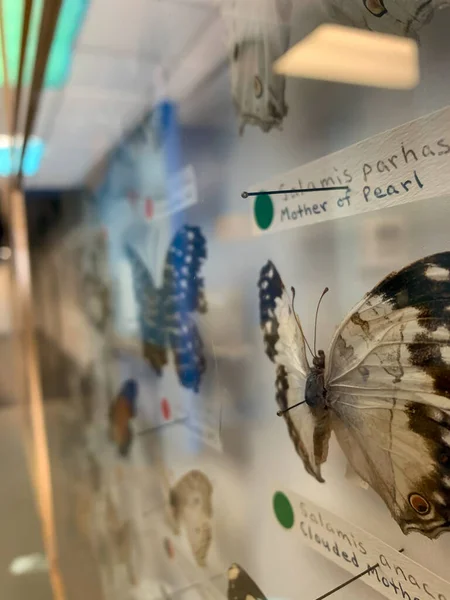 Sioux Falls, Dakota do Sul, EUA - Butterfly House and Aquarium - 11.2020: Coleção de insetos borboleta e mariposa Lepidoptera em vitrine — Fotografia de Stock
