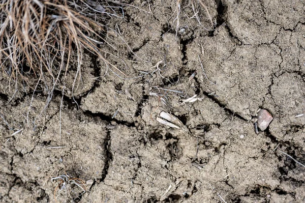 Gebarsten en droge bovengrond in een landbouwmaïsveld met droogte. — Stockfoto