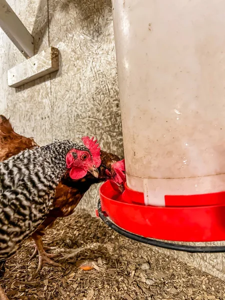Κοτόπουλα να πάρει ένα ποτό του νερού από έναν κρέμονται τροφοδότη σε ένα ελεύθερο κοτέτσι. — Φωτογραφία Αρχείου