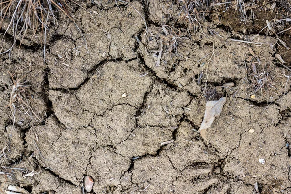 Rissige und trockene obere Erde in einem landwirtschaftlichen Maisfeld, das eine Dürre erlebt. — Stockfoto