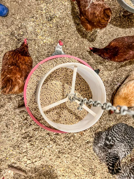 Overhead view of a chicken feeder in a free range coop with birds around it — Stock Photo, Image