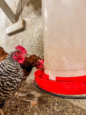 Tavuklar, serbest kümesteki bir asma yemliğinden su içiyorlar..