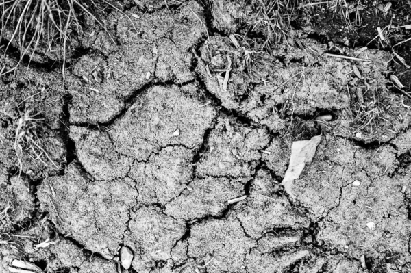 Tanah atas retak dan kering di ladang jagung pertanian mengalami kekeringan. — Stok Foto