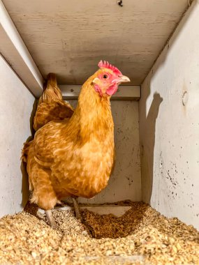 Kafeste yumurta bırakmak için bedava tavuk tabağı.. 