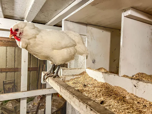 Layer chicken in a cage free coop for laying eggs. — Stock Photo, Image