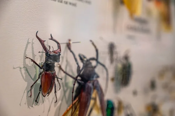 Espécies exóticas fixas de coleoptera besouros em uma coleção de insetos — Fotografia de Stock