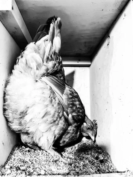 Κοτόπουλο στρώμα σε ένα κλουβί ελεύθερο κοτέτσι για την παραγωγή αυγών. — Φωτογραφία Αρχείου