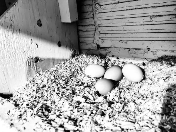 Grouping of fresh chicken eggs in a nesting area of a cage free coop. — Photo